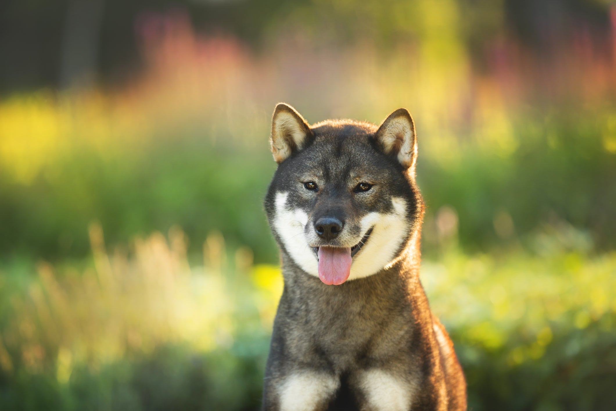 O Shikoku Inu é um cachorro japonês de personalidade forte