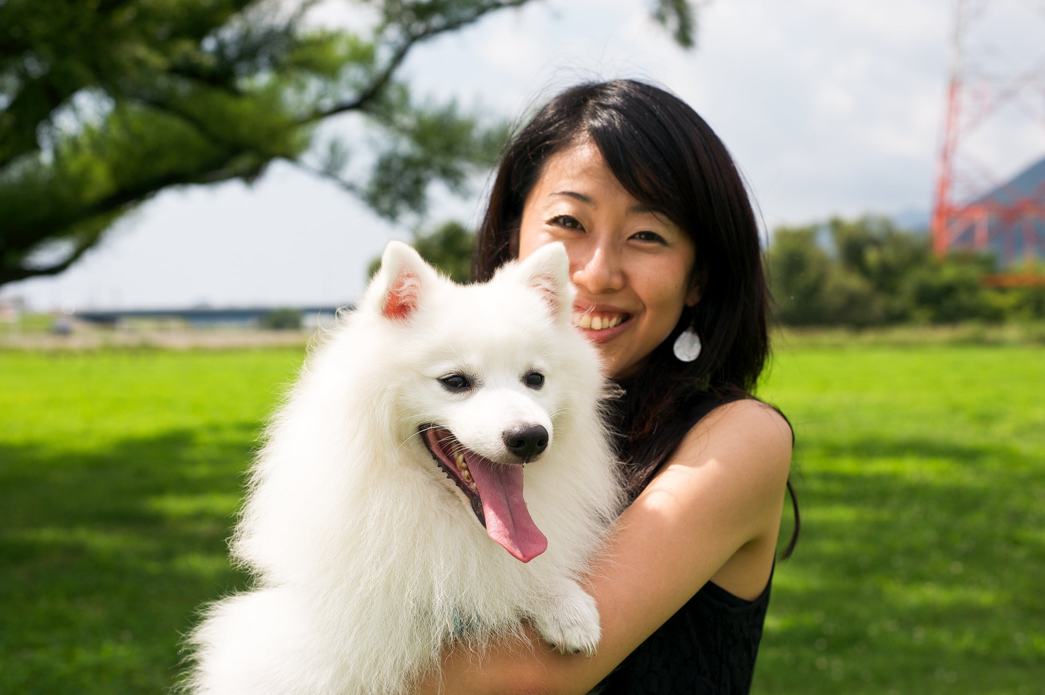 O Spitz Japonês é a raça de cachorro japonês mais sociável
