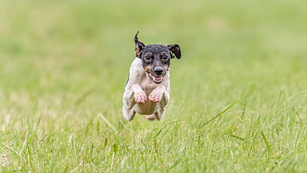 Terrier Japonês é um cachorro do Japão bem fácil de cuidar