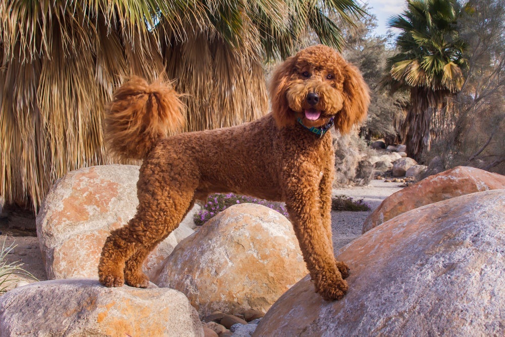 O Labradoodle é um cão super ativo, que precisa passear e brincar para se manter saudável