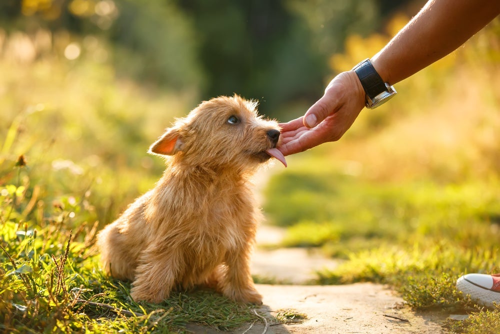 O cachorro lambendo a mão do dono pode ter outros significados 