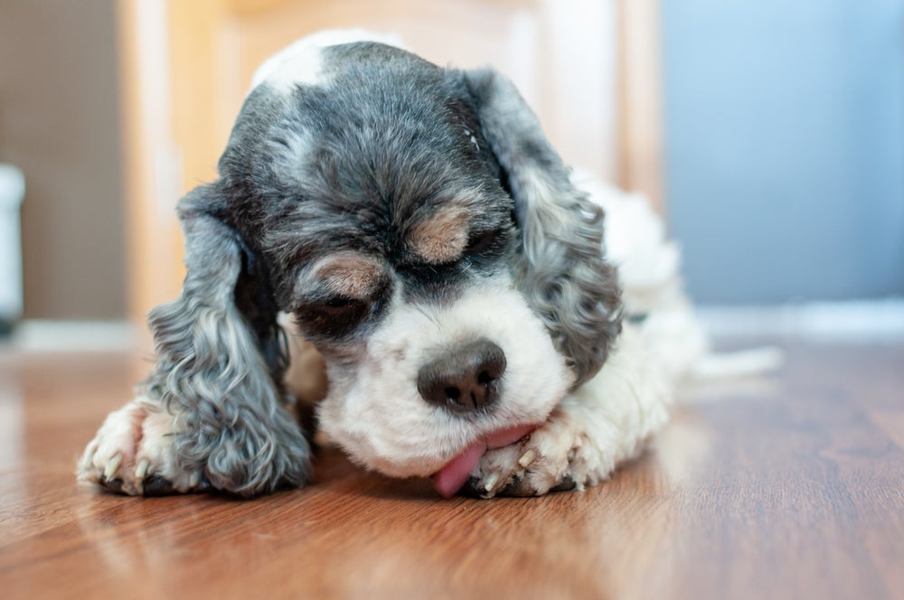 O cachorro lambendo a pata é outro comportamento que pode indicar feridas ou ansiedade