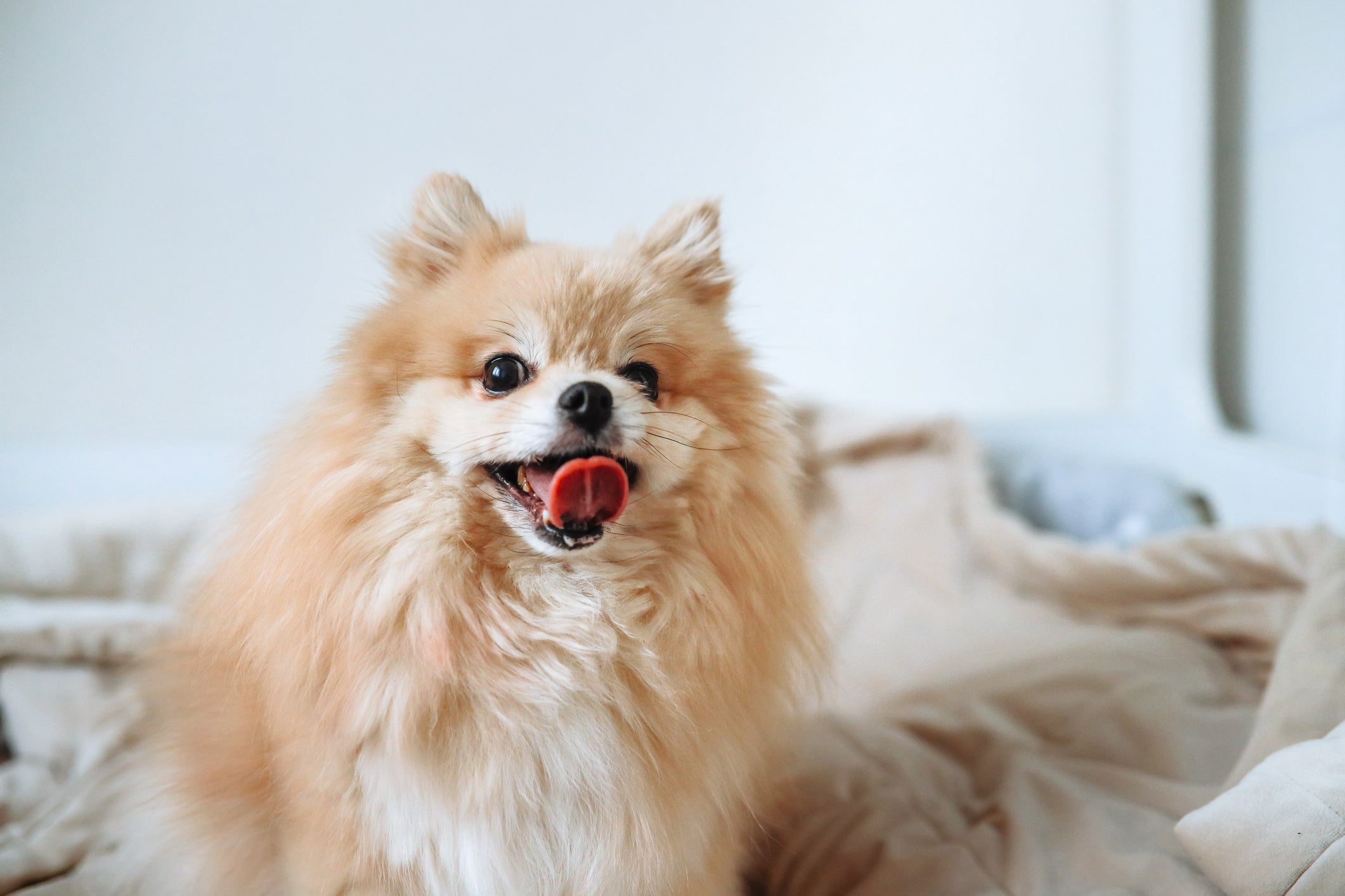Um cachorro lambendo o ar com frequência pode estar tentando aliviar incômodos bucais ou estomacais