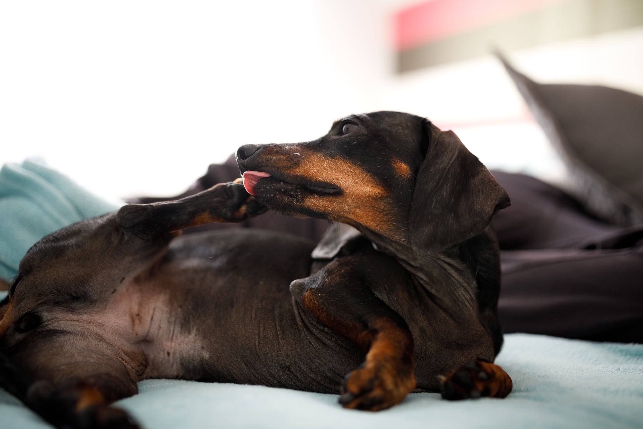 Cachorro com autismo: alguns comportamentos normais do cão podem ser confundidos com o espectro autista, como lamber as patas e correr atrás do rabo