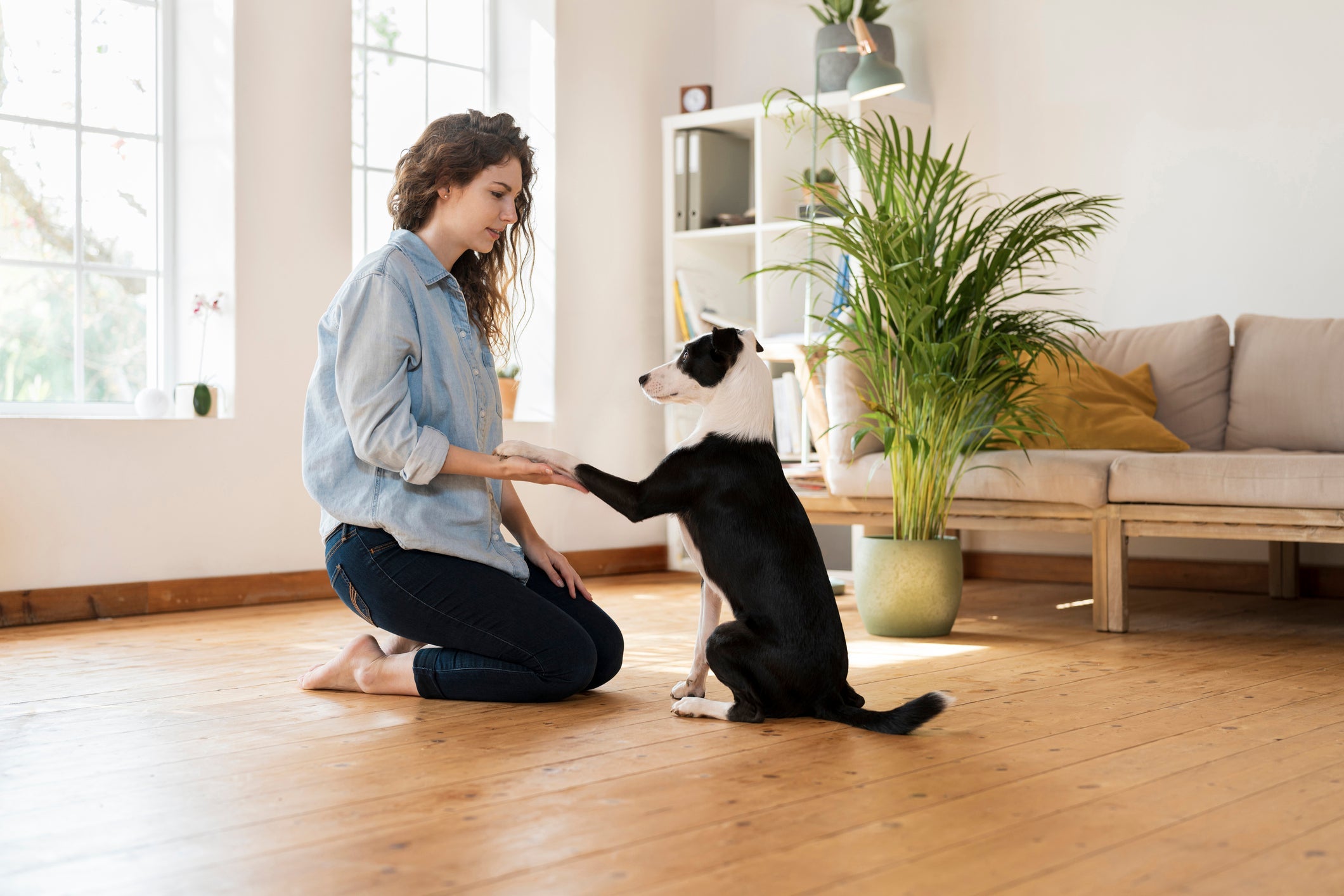 O adestramento ajuda bastante no controle dos latidos em excesso do seu cachorro