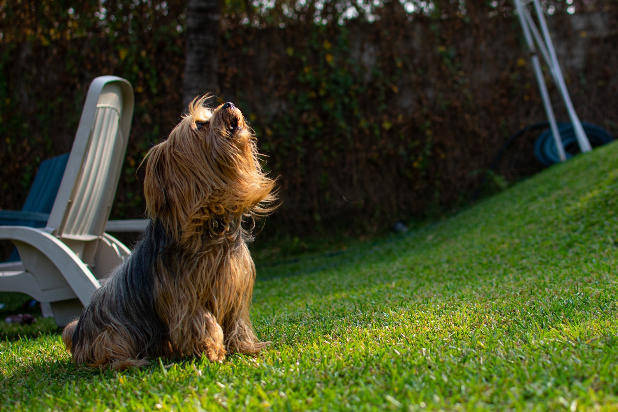 A latido de cachorro da raça Yorkshire é bem agudo