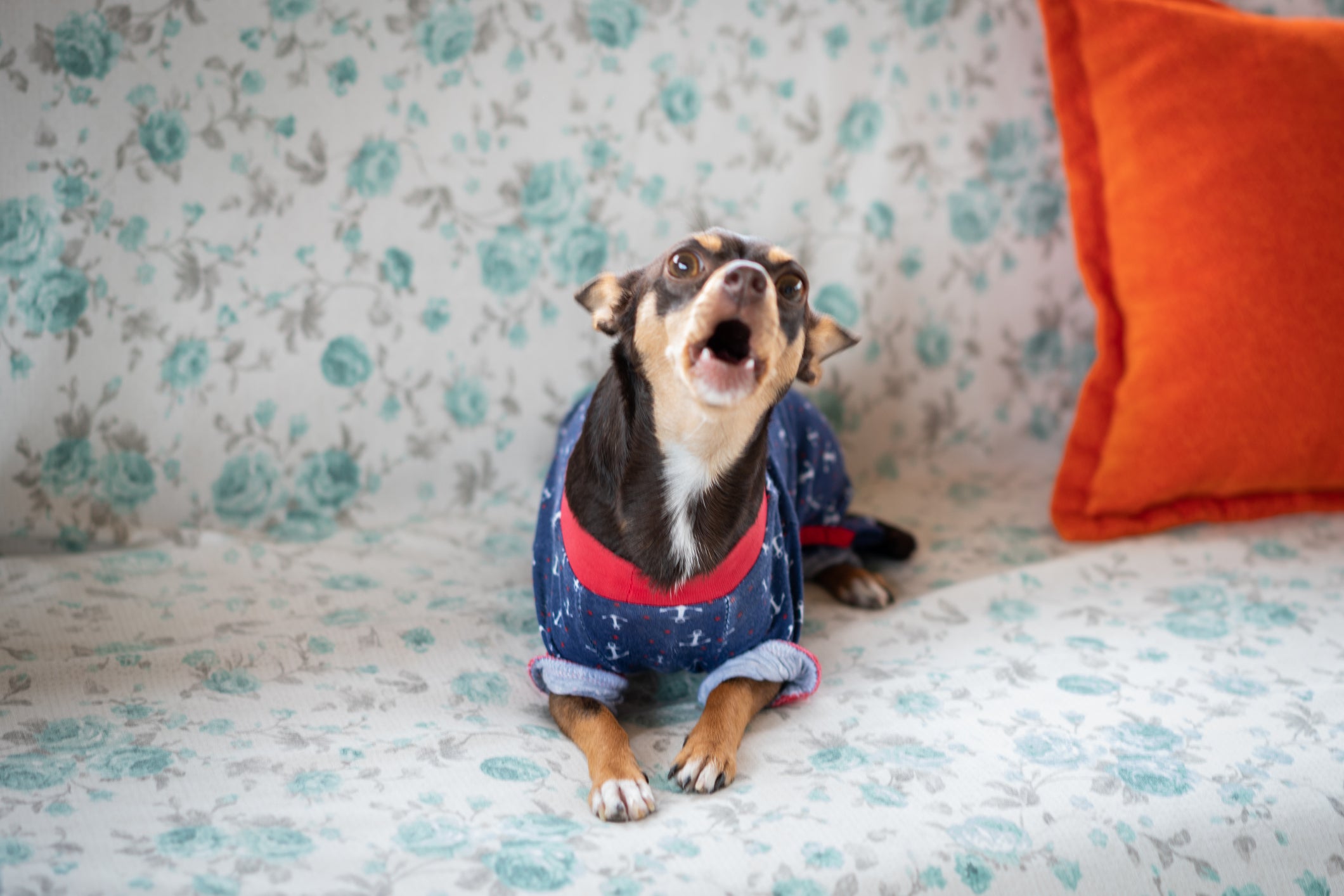 Embora seja pequenininho, o latido do cachorro Chihuahua é super potente