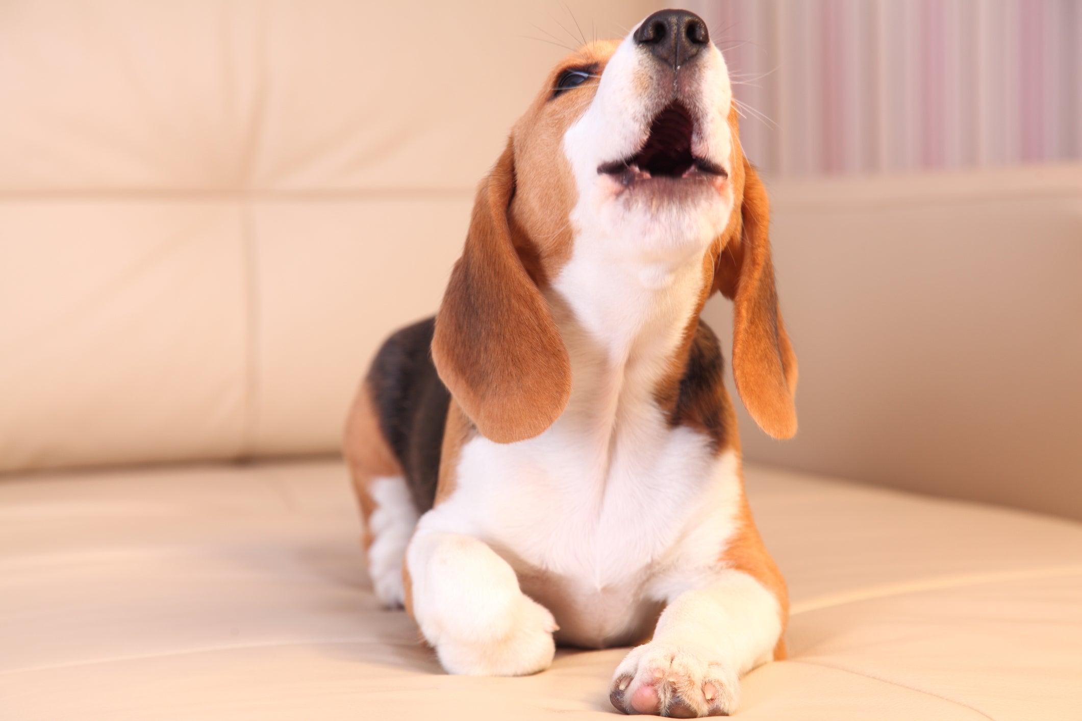 Latido de cachorro Beagle normalmente é para chamar atenção do tutor 