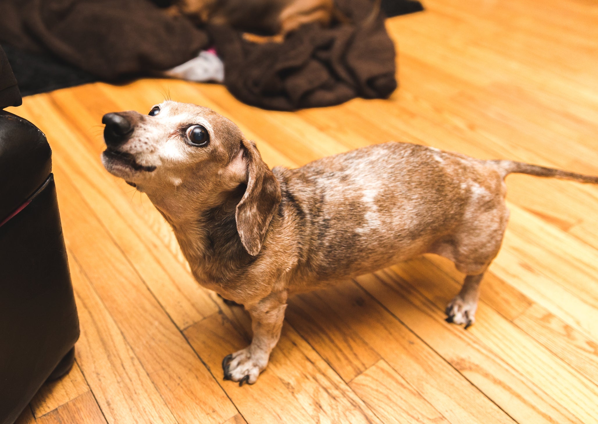 O latido dp cachorro Dachshund pode ser insistente