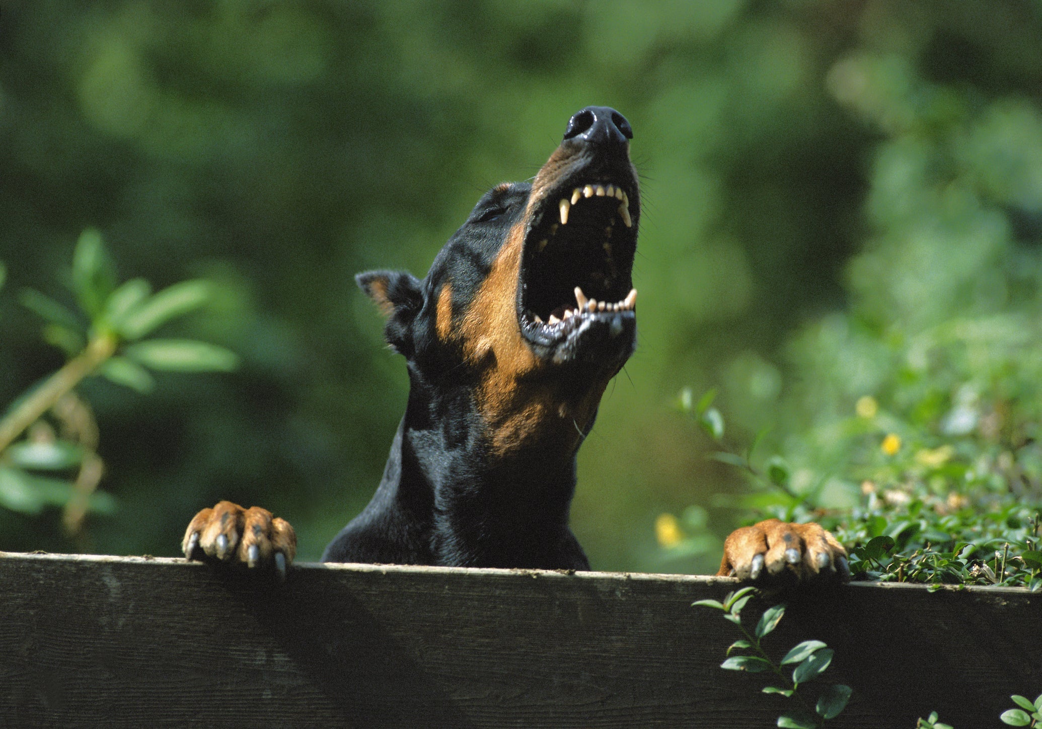 Latido de cachorro bravo: o Doberman tem um latido bem potente  