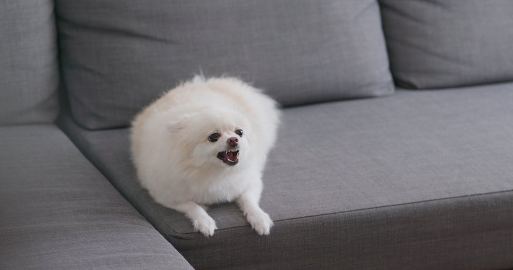 Identificar o tipo de latido de cachorro é essencial para a resolução de problemas no comportamento canino. 