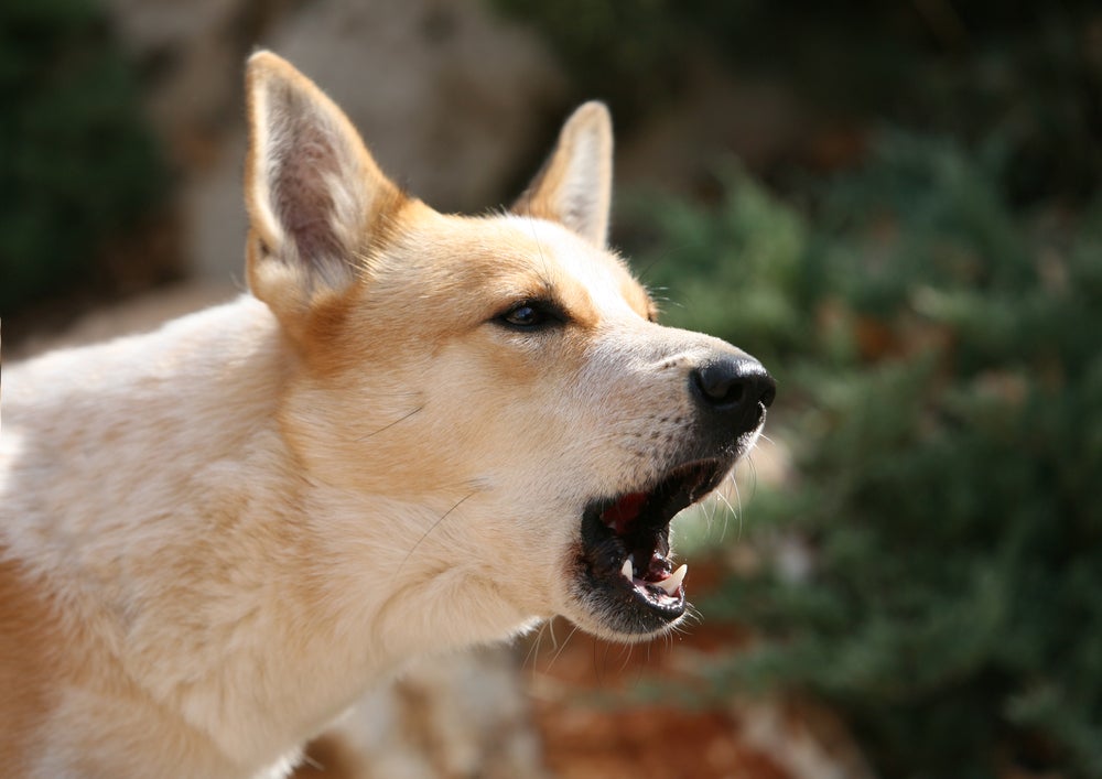 O latido de cachorro é uma forma de expressão no universo canino