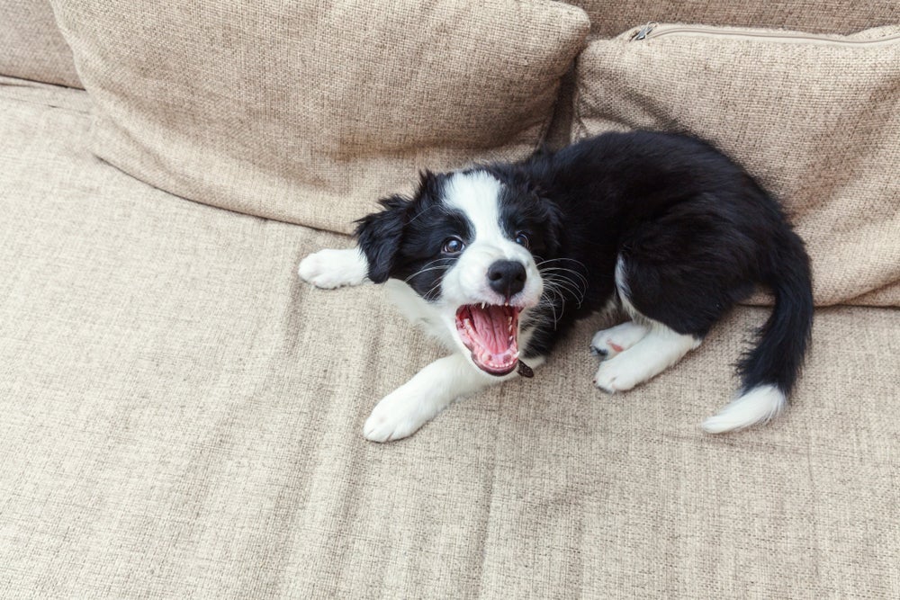 Cachorro latindo muito pode ter problemas com a vizinhança, então o tutor deve tentar controlar isso