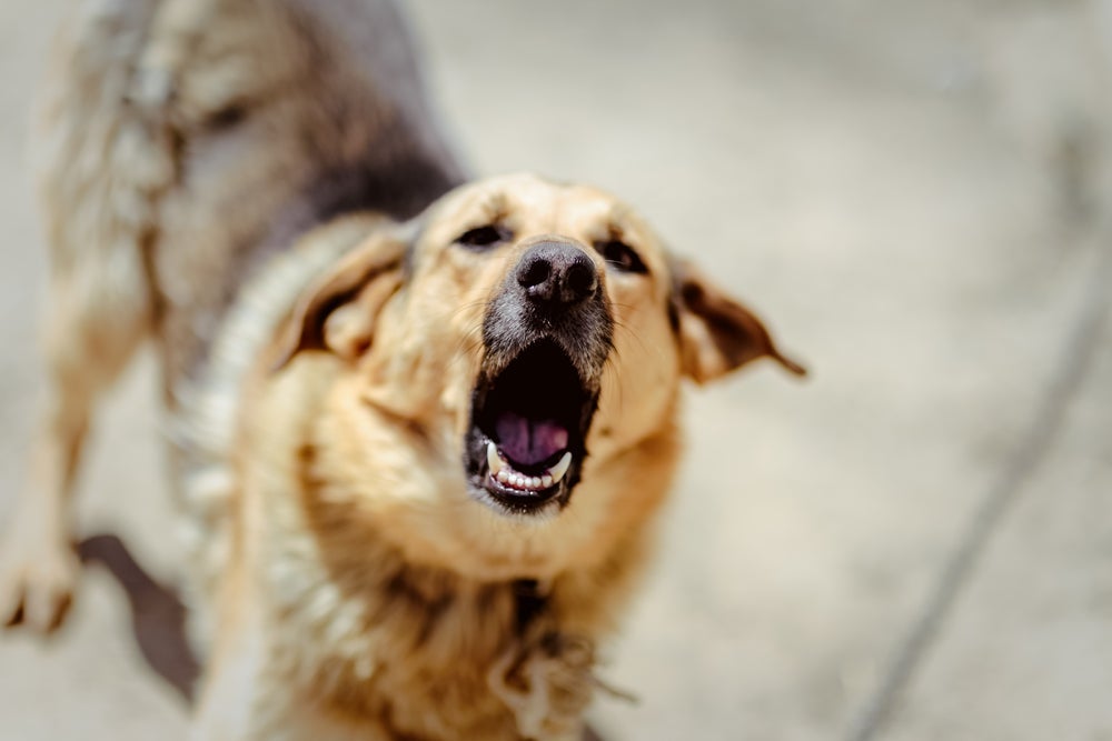 O latido de cachorro bravo acompanha uma postura corporal mais agressiva, com dentes à mostra