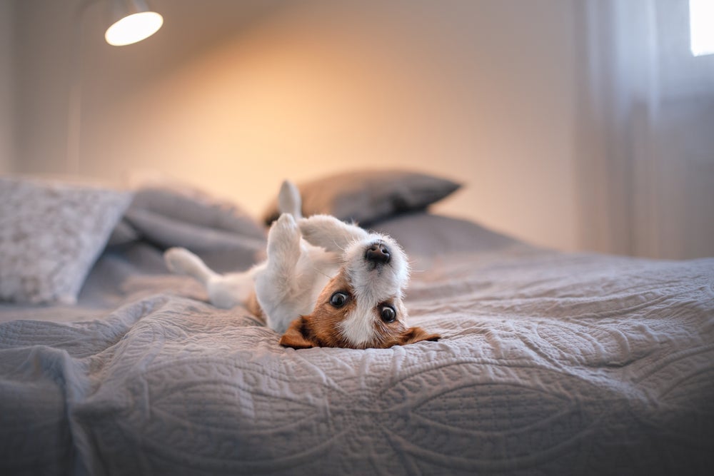 Como fazer o cachorro parar de latir quando chega visita: deixe-o preso em outro cômodo