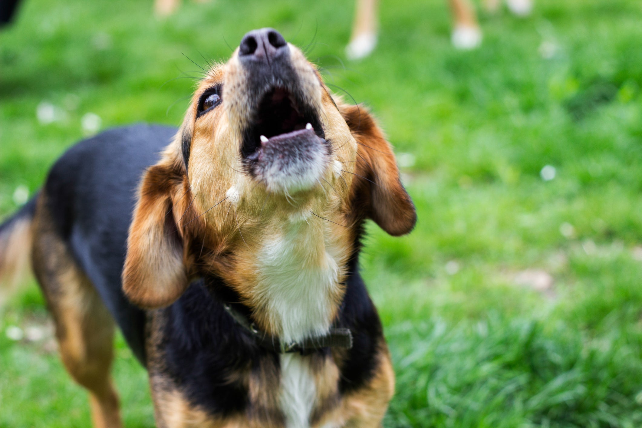 A postura do cachorro latindo ajuda a desvendar o que o pet está querendo dizer