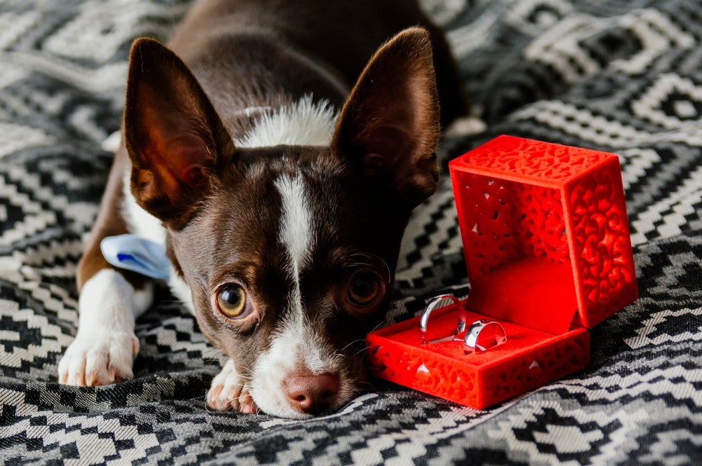 Como incluir cachorro no casamento: ensiná-lo a levar as alianças é uma boa ideia
