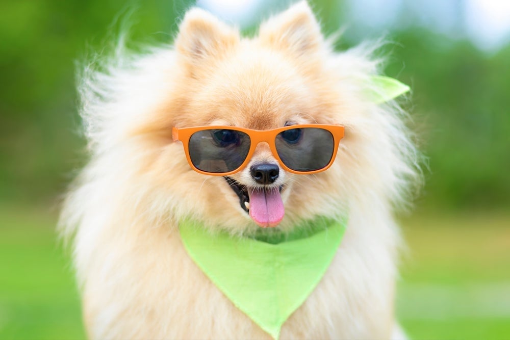 O cachorro Spitz Alemão (ou Lulu da Pomerânia) exala estilo