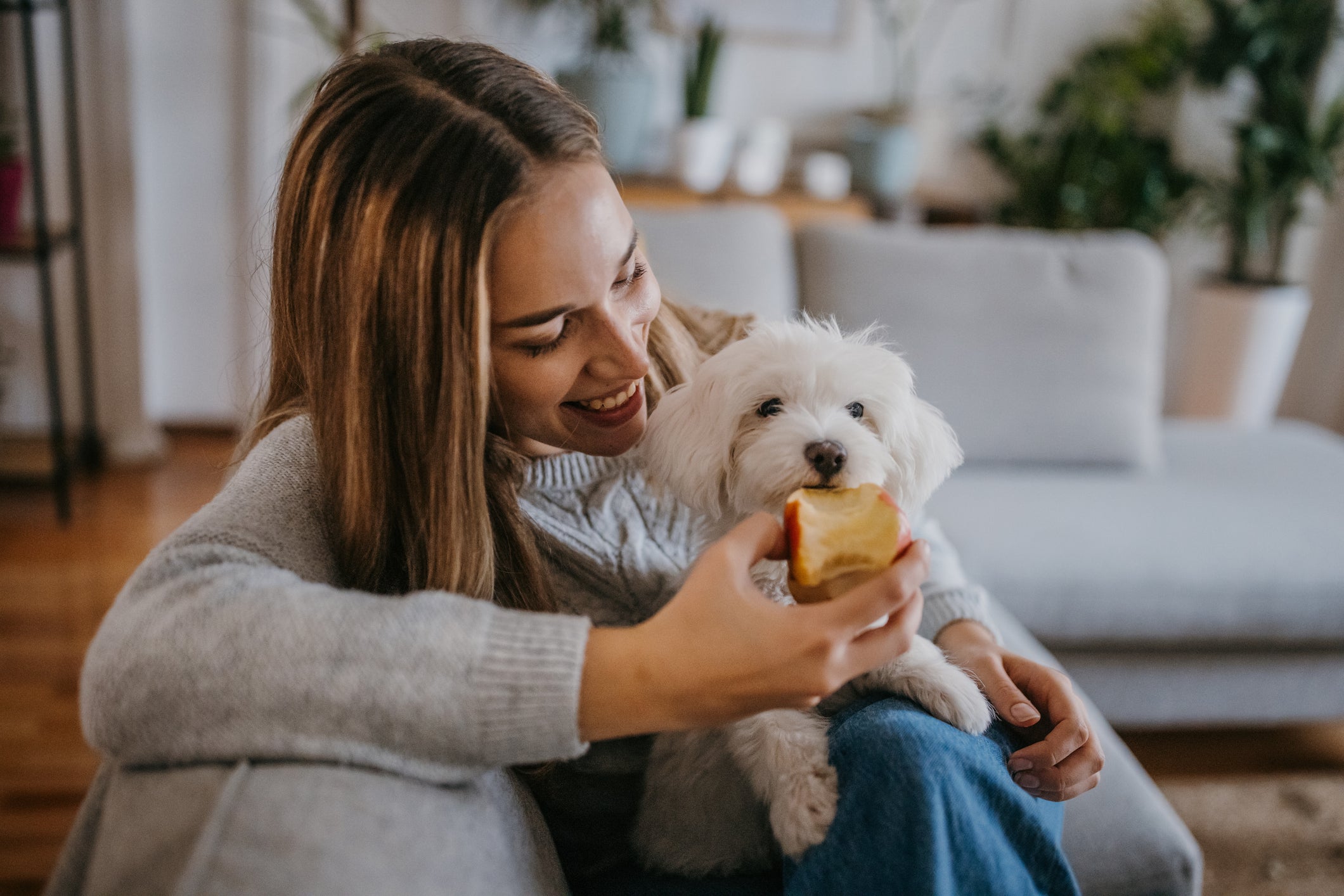 Abacate para cachorro não é uma boa opção. Saiba quais frutas oferecer