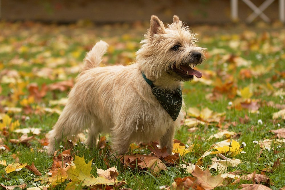O Cairn Terrier é um cão de pequeno porte bem felpudo