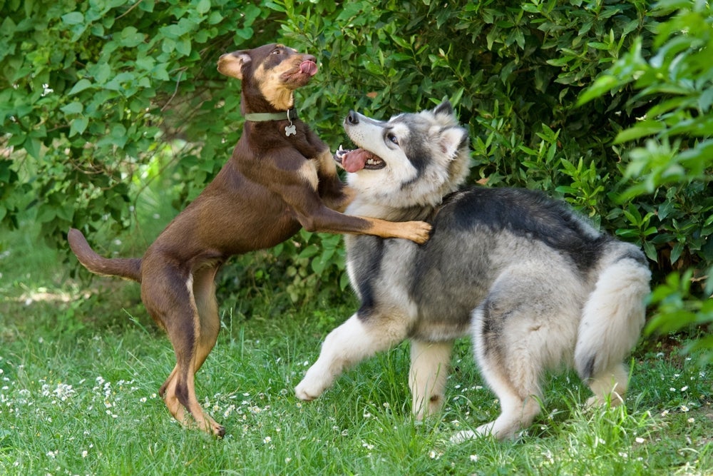 Uma boa socialização ajuda o cachorro a ter um comportamento equilibrado no dia a dia