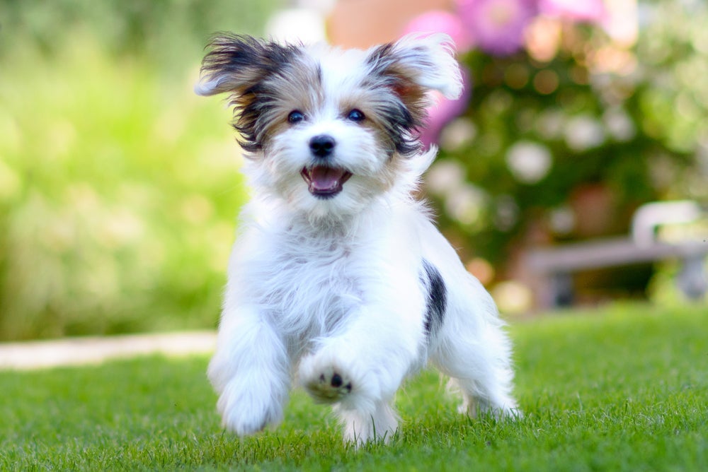 O cachorro Maltês é muito apegado aos seus humanos