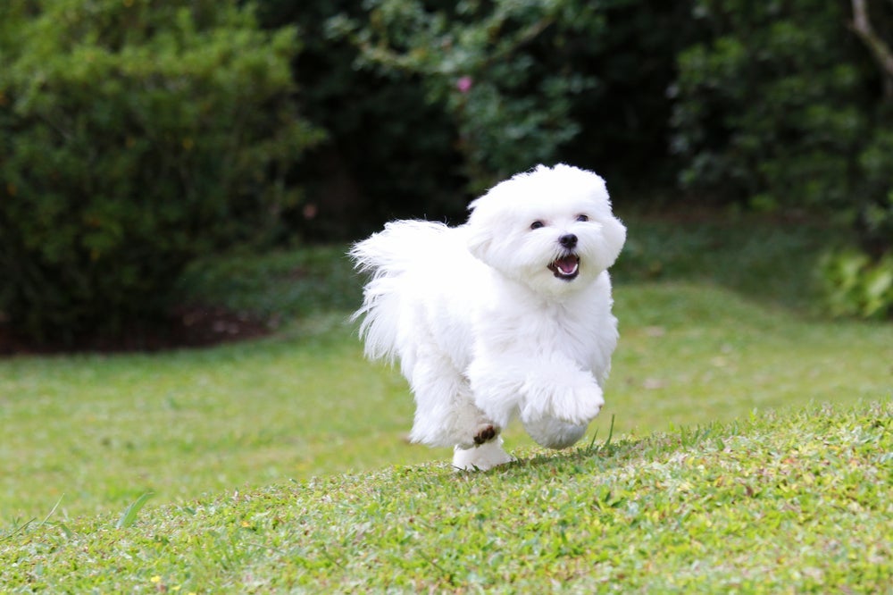 O Maltês é uma das raças de cachorro de porte pequeno mais antigas do mundo que caçava ratos