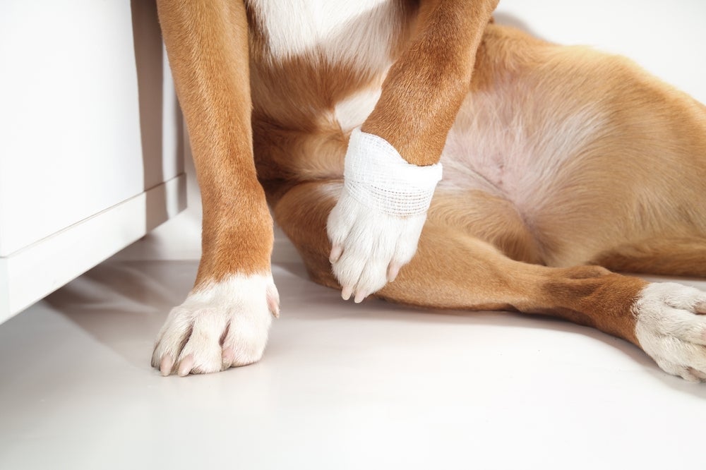 O cachorro mancando precisa ficar em repouso