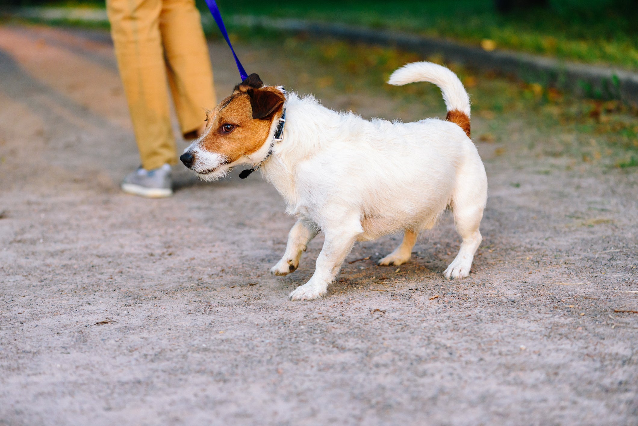 Veja os principais motivos para o seu cachorro ter medo de passear na rua