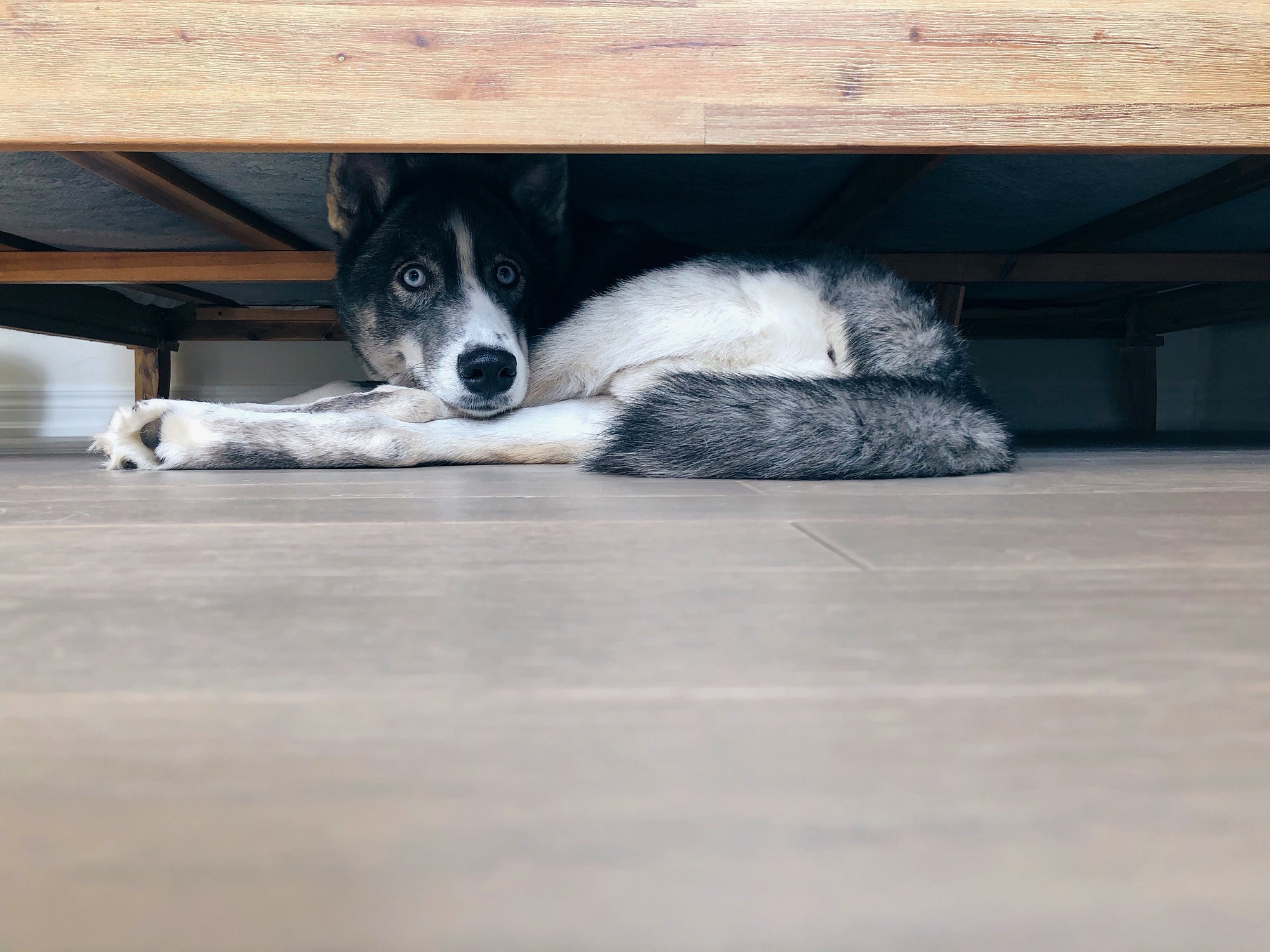 Cachorro medroso: buscar refúgio é normal para que o pet se sinta mais seguro