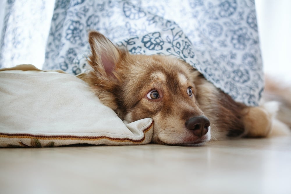 Cachorro assustado do nada precisa de um lugar seguro para se proteger
