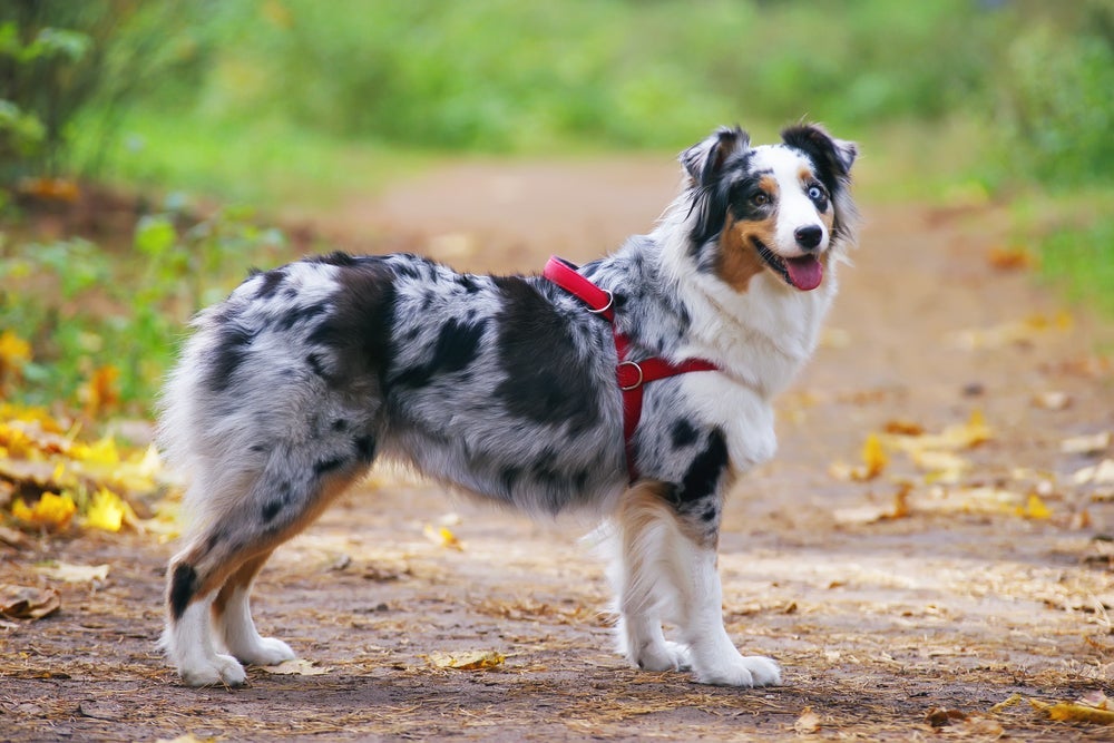 O cachorro merle pode se manifestar em diferentes tonalidades, como azul e vermelho