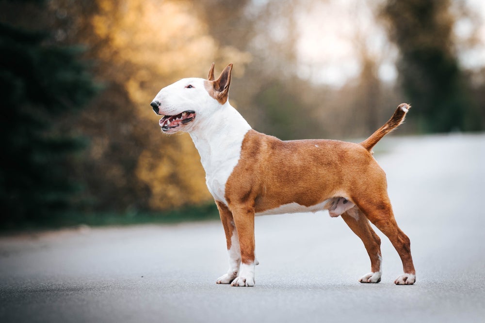 Bull Terrier é um cão molosso conhecido por sua cabeça oval