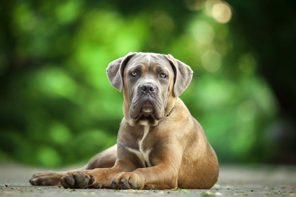 Cane Corso está entre os cachorros molossos de porte grande