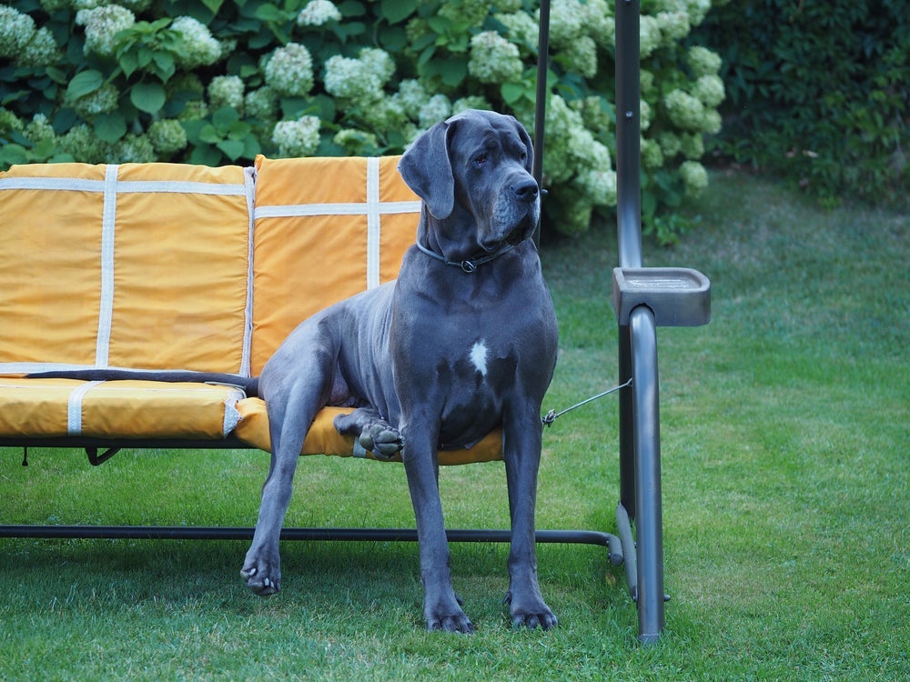Dogue Alemão é um dos cachorros molossos mais populares