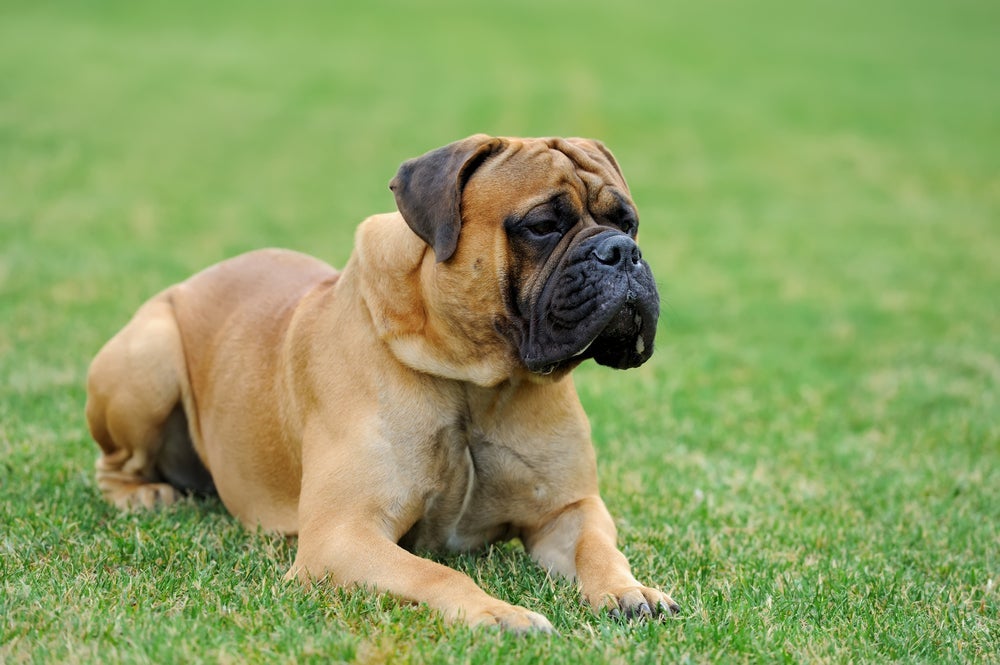 Mastif Inglês é um cachorro molosso de porte grande e forte