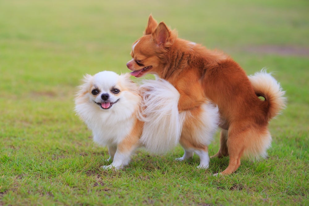 A cachorra fêmea montando em outras cachorras demonstra uma relação de dominância
