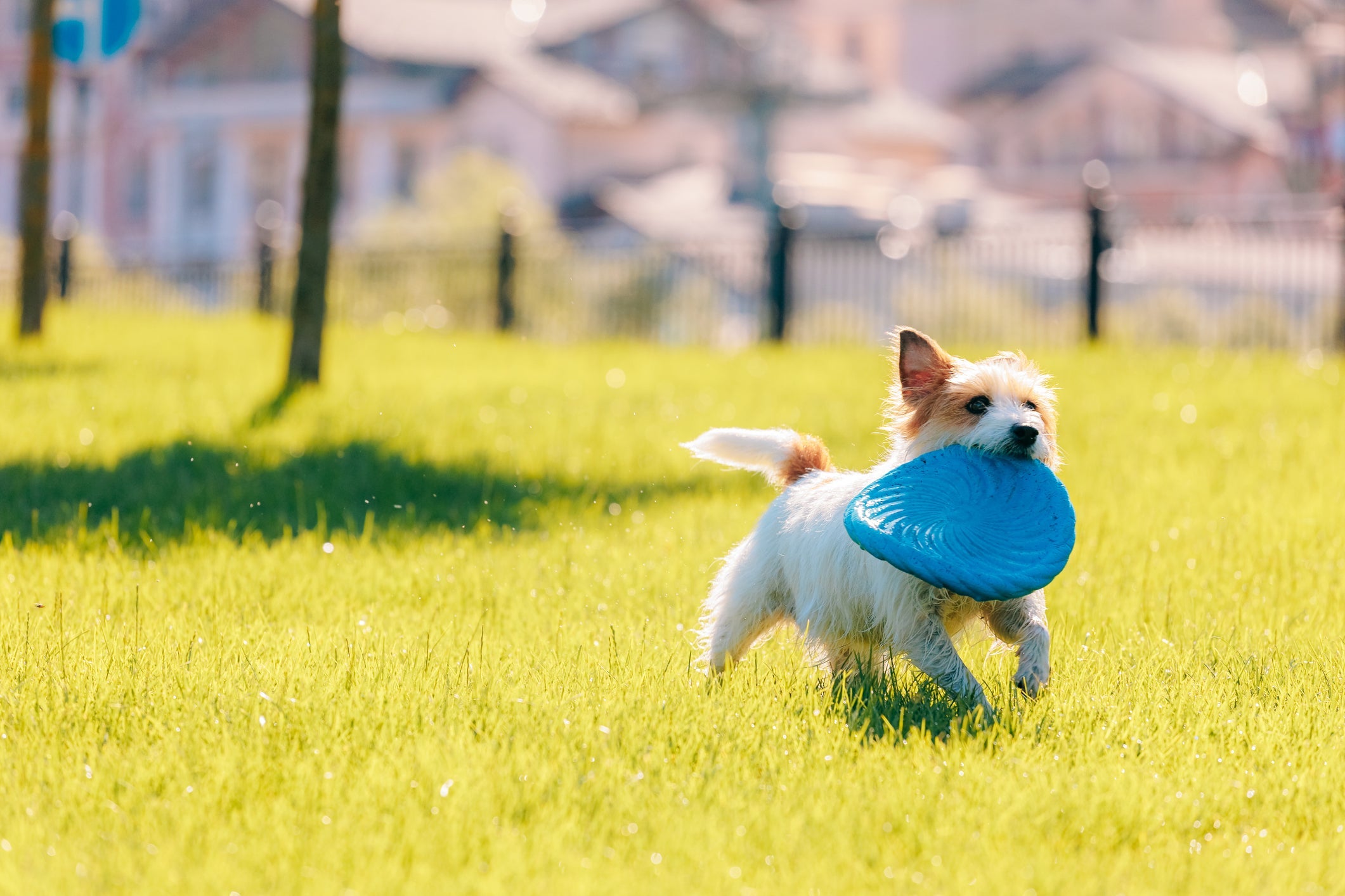 Atividades e brincadeiras ao ar livre vão ajudar o cachorro a gastar energia acumulada