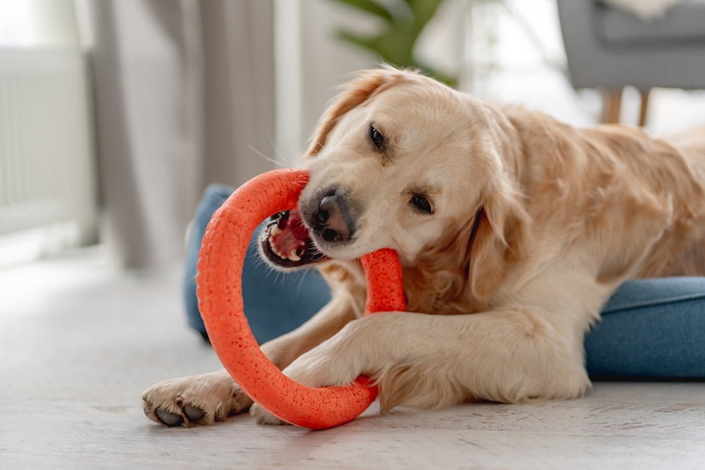 A mordida de cachorro pode ser direcionada para um brinquedo!
