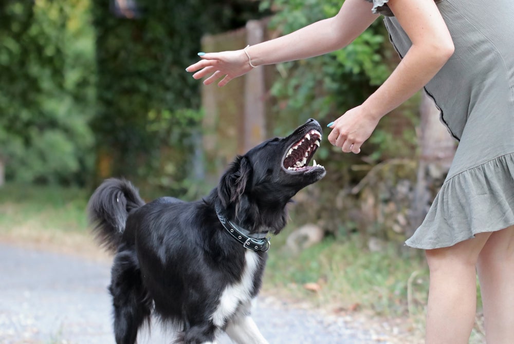 A melhor forma de como fazer o cachorro parar de morder é não incentivando o comportamento