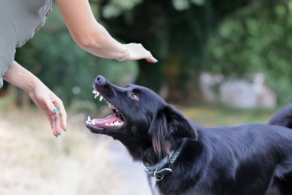 Para o cachorro, morder é algo que faz parte do instinto de proteção