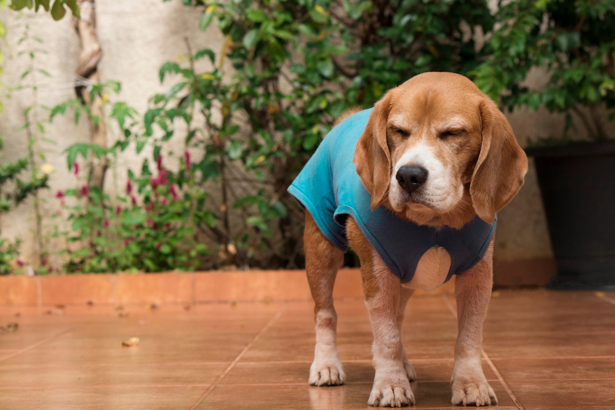 Castração de cachorro evita os desconfortos causados pelo cio
