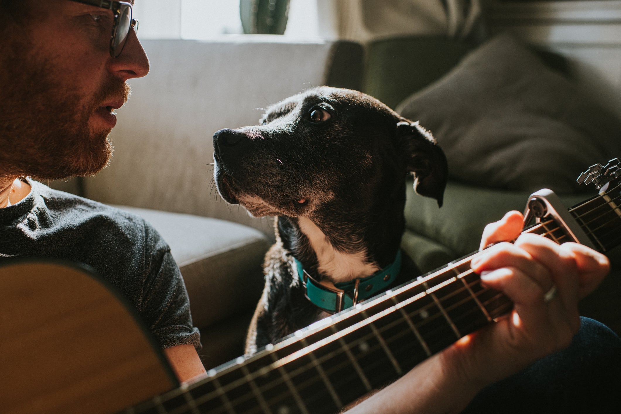 Cachorro carente: é muito comum o animal ser bastante apegado à família