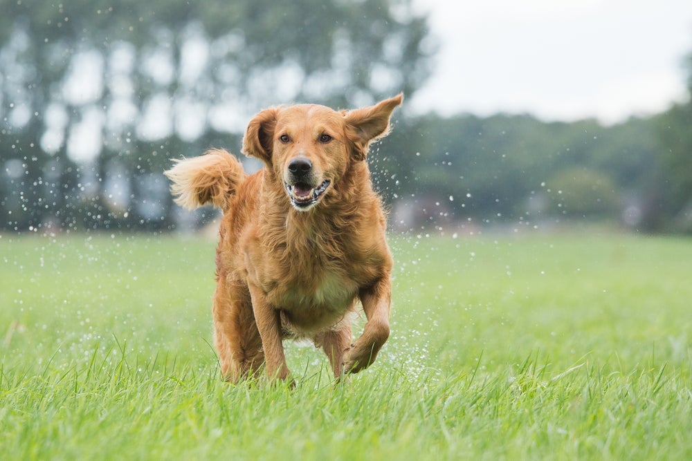Cachorro na chuva: você sabe o que fazer para cuidar do seu amigo?