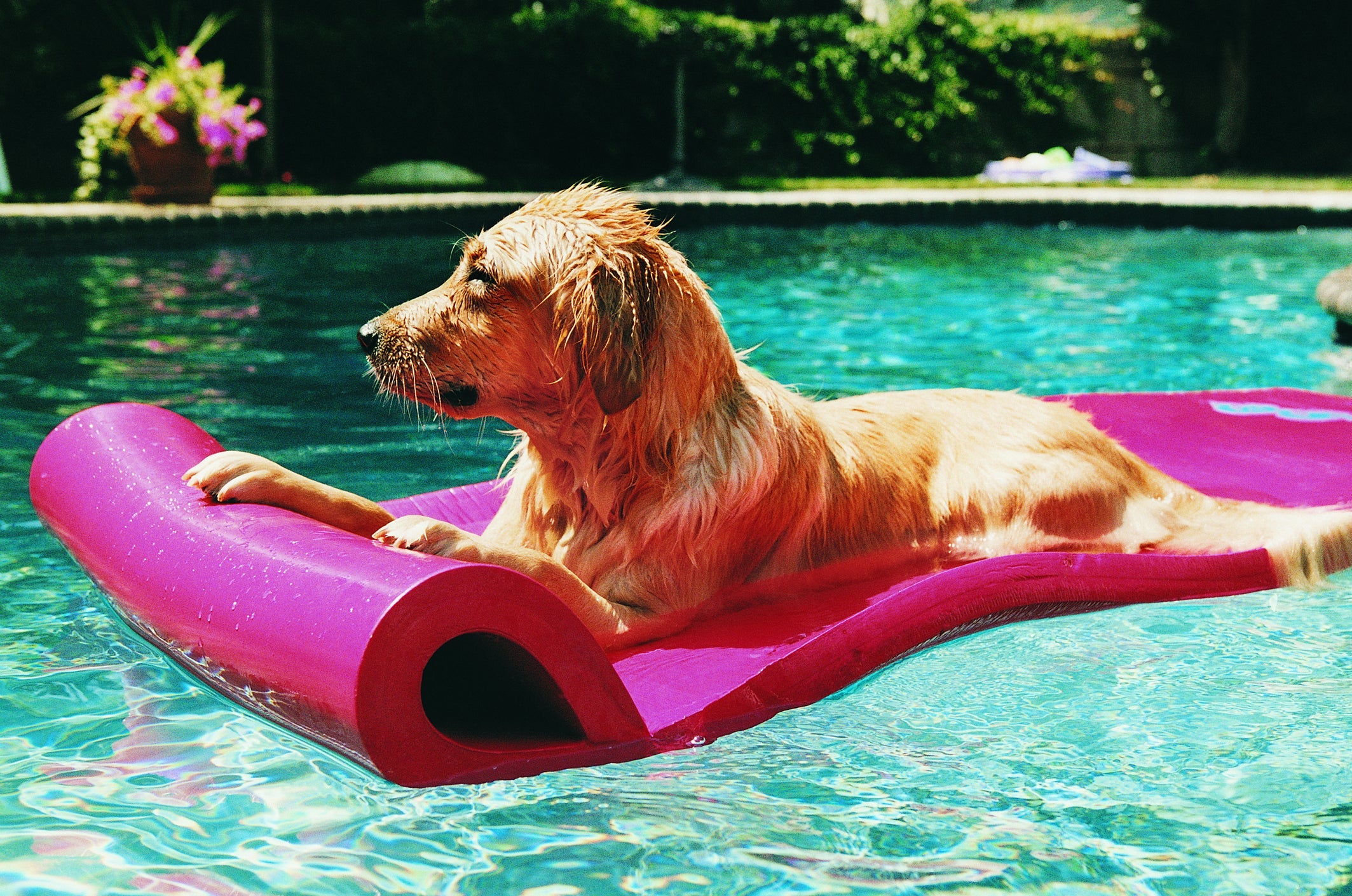 Cachorro na piscina pode, desde que alguns acessórios - como coletes e boias - estejam à  disposição