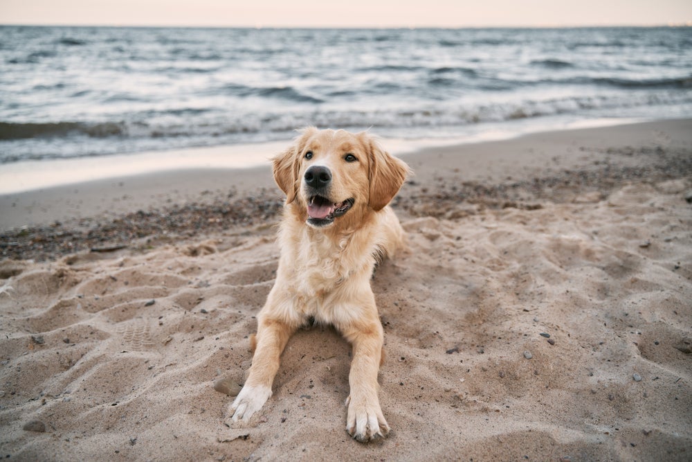 Cachorro na praia: além de doenças infecciosas, fique atento a alergias e queimaduras.