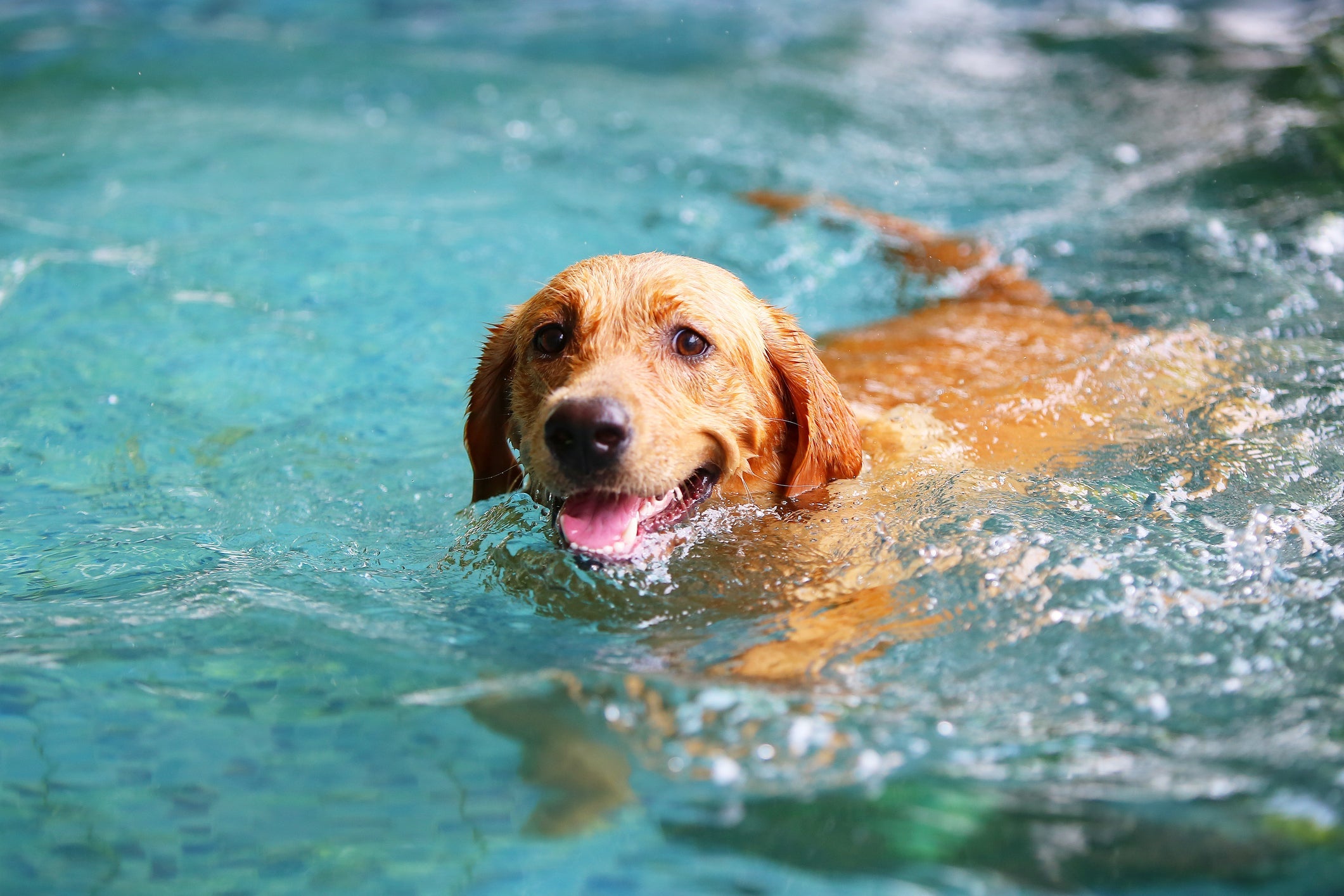 Cachorros podem ser muito felizes nadando na praia ou na piscina
