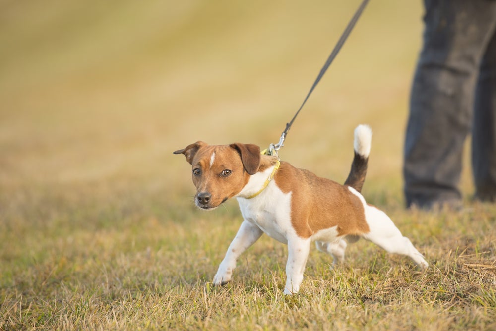 Se o cachorro não gosta de você, pode ter certeza que ele vai te ignorar