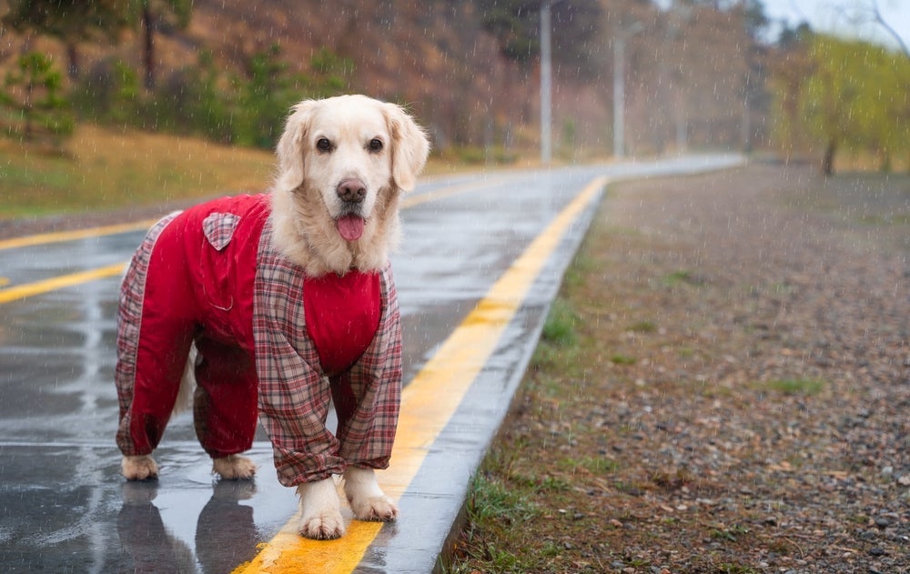 As roupas para cachorro são uma característica da humanização dos animais