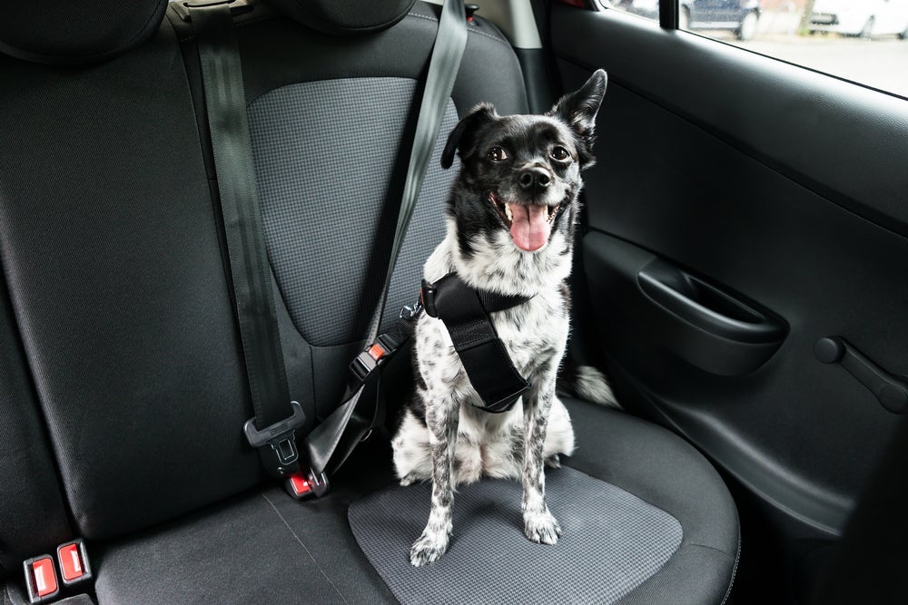 Como levar cachorro no carro sem vomitar: deixe o ambiente fresco, reduza a velocidade e evite sair após comer
